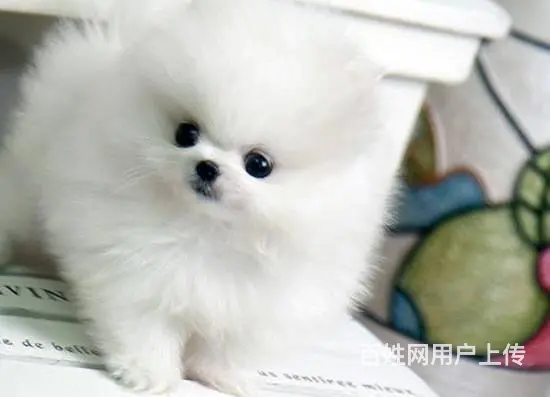 现在哪有卖博美犬的 博美犬都有多少钱的 - 图片 3