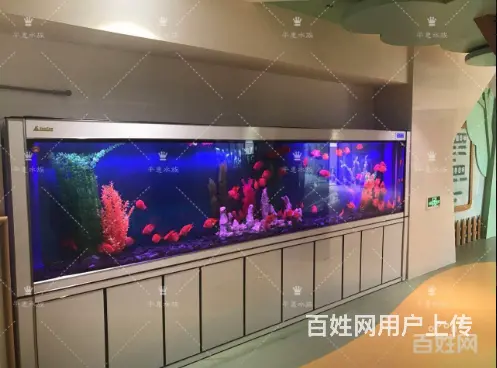 专业养护公司，家庭，大型工程鱼缸，兼卖鱼缸 - 图片 1