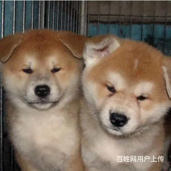 天门血统秋田犬哪里有卖，血统秋田犬一般多少钱 - 图片 6