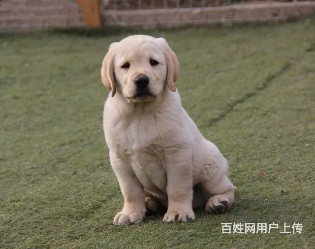 纯种拉布拉多幼犬 骨量大头版好 疫苗齐全 - 图片 7