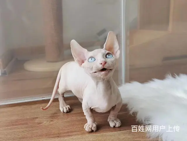 哪里有无毛猫卖的 无毛猫价格多少 疫苗齐全包健康 - 图片 3