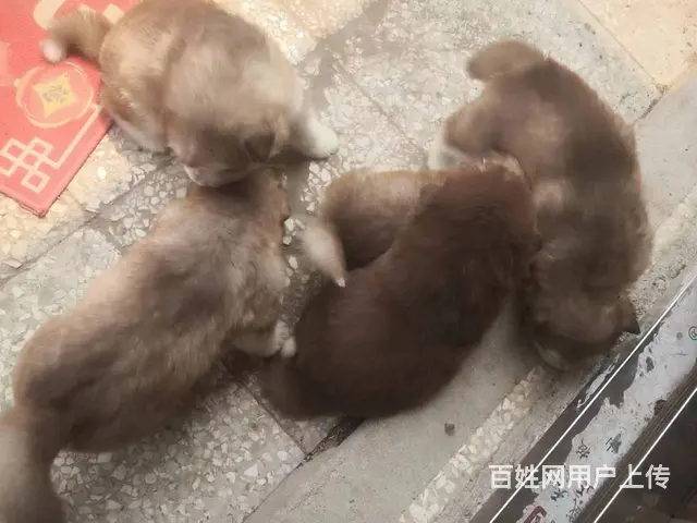 纯种阿拉斯加 - 图片 5
