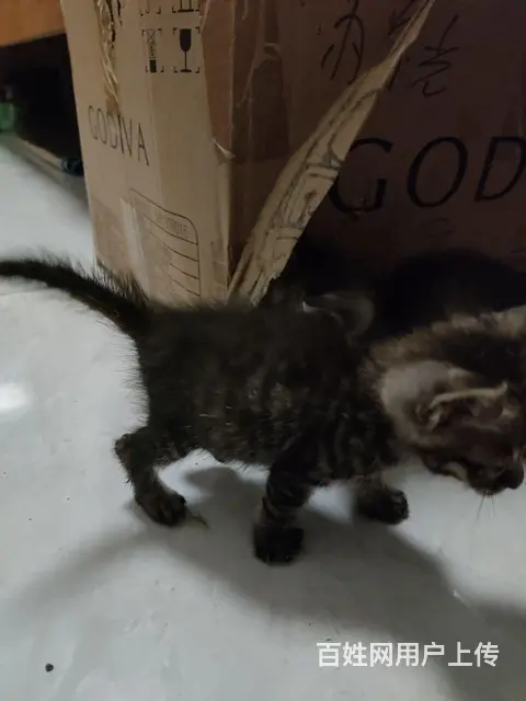 满月小猫求免费收养 - 图片 4