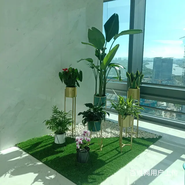 珠海绿植租赁服务 - 图片 3