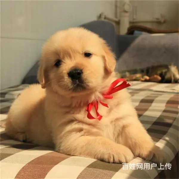 吕梁优质金毛如何挑选，优质金毛多少钱一个 - 图片 7