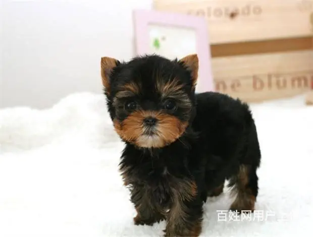 广州买狗首选推荐 正规犬舍 纯种约克夏犬多只待售 - 图片 12