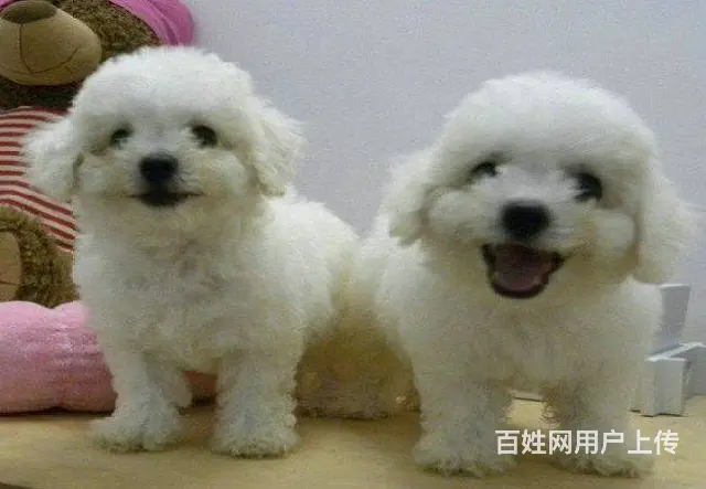 可爱卷毛小体比熊犬 宠物比熊幼犬狗狗来了 - 图片 1