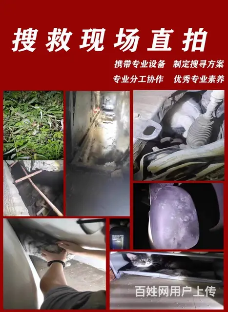 猫咪走丢了如何找回来洛阳专业找猫团队真的能找到吗 - 图片 2