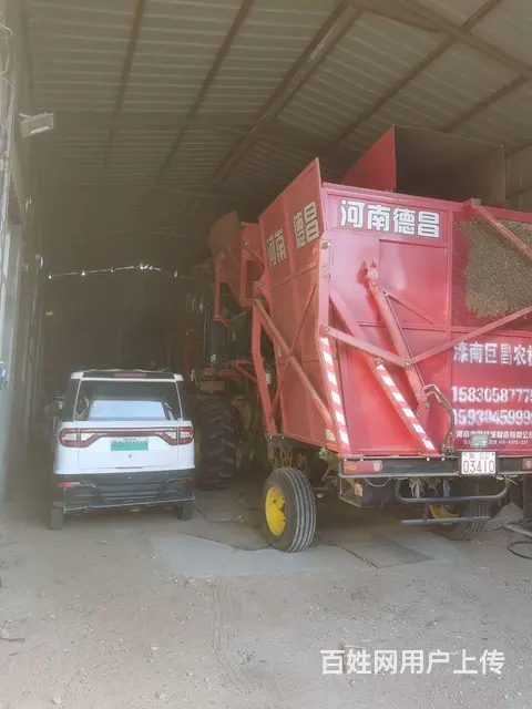 德昌花生收割出售 - 图片
