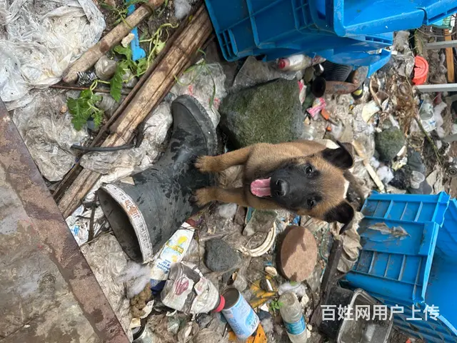 马犬两个月纯种马犬 - 图片 1