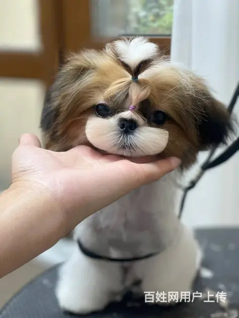 纯种西施犬多少钱一只 西施幼犬价格多少钱 西施智商 - 图片 1