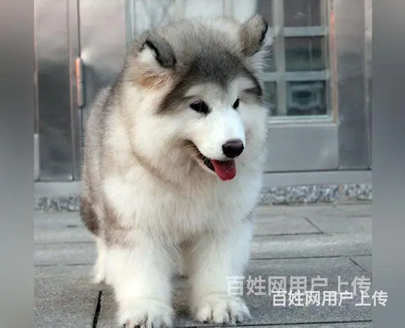 济宁好看的阿拉斯加哪里有卖血统阿拉斯加多少钱一头 - 图片 5