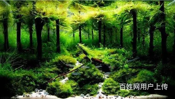 专业养护公司，家庭，大型工程鱼缸，兼卖鱼缸 - 图片 9