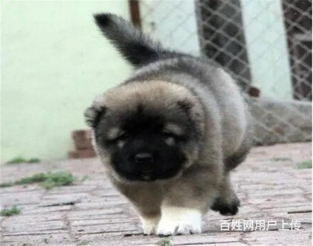出售高品质赛级直系一熊版高加索幼犬购买签协议保健康 - 图片 2