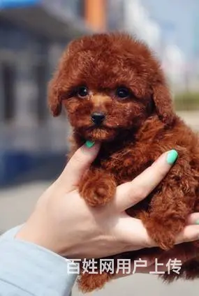 泰迪犬 纯种茶杯犬 价格优廉 品相俱佳 - 图片 2