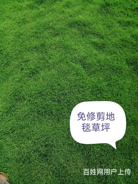 抚顺免修剪草坪花卉果树基地 - 图片 10