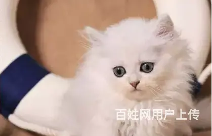 常州哪里出售纯种金吉拉猫 金吉拉猫多少钱呢 - 图片 6