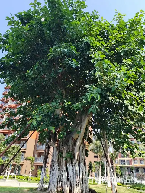 【搞定了！】龙栖湾温泉1号 普通住宅 中等装修 - 图片 5