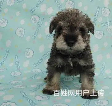 徐州如何挑选好看的雪纳瑞 雪纳瑞怎么挑选技巧 - 图片 11