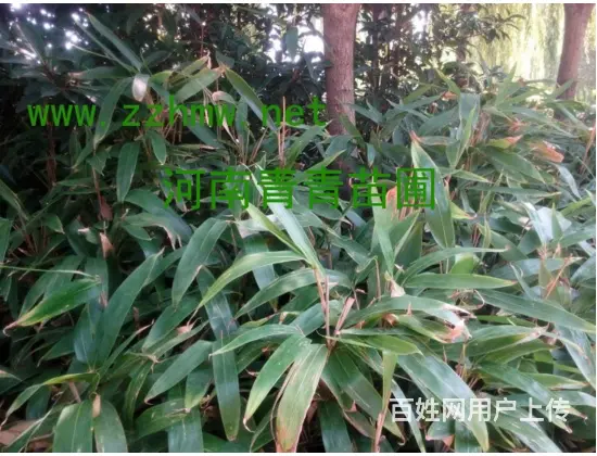 信阳南天竹/信阳早园竹/信阳红花醡浆草 - 图片 4