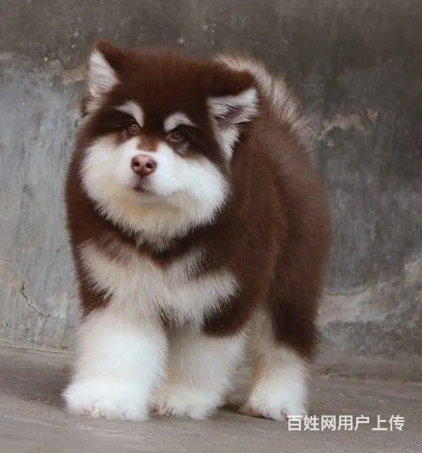 出售阿拉斯加雪橇犬 可见父母 质保三年 签协议 - 图片 5