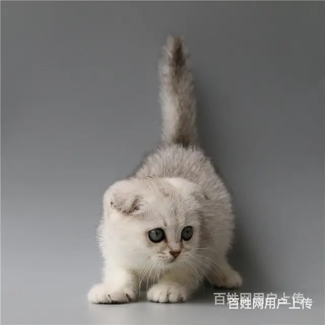 巢湖纯种英短银渐层到手价格 - 图片 9