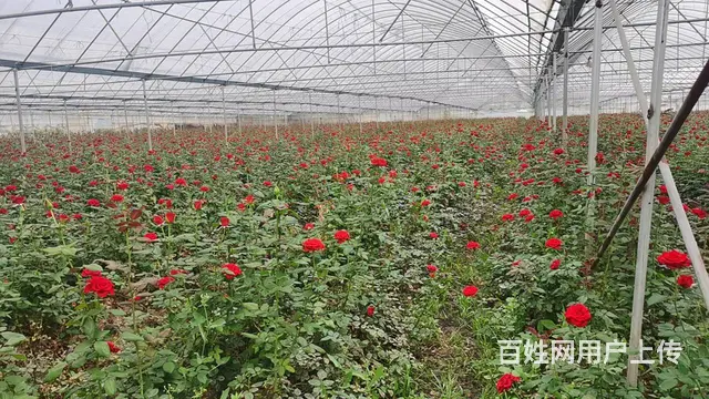 5751（商客网） 楚雄禄丰市彩云镇大棚转让 - 图片 9