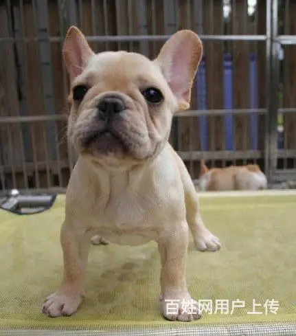 纯正法国斗牛犬，专业繁殖血统纯正，三年质保协议 - 图片 4