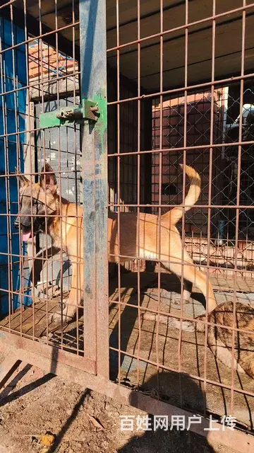 低价出售马犬公 - 图片 2