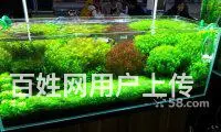 鱼阿姨护理鱼缸 - 图片 8