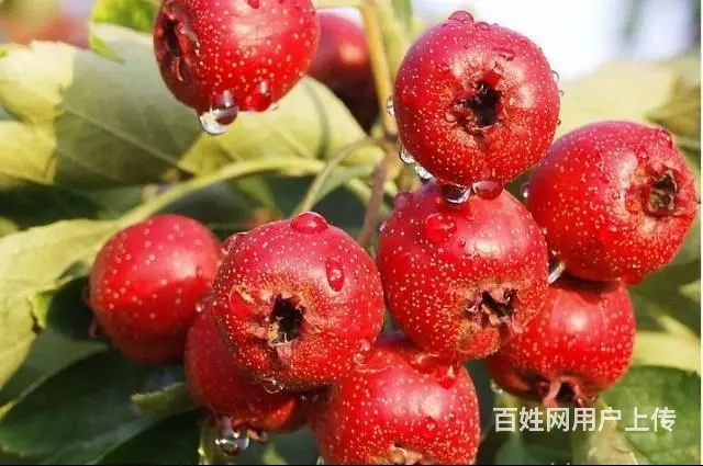 出售大量纯绿色山楂 - 图片 2