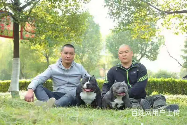 辽阳恶霸犬出售 恶霸幼犬价格 - 图片 2
