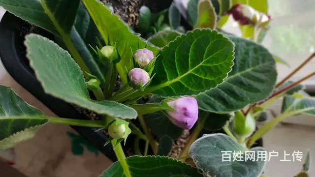 拎包入住 - 图片 8