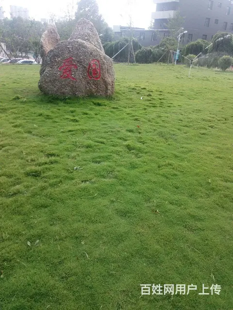 抚顺免修剪草坪花卉果树基地 - 图片 2