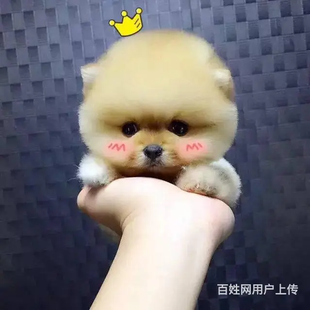 纯血统 博美幼犬 3月包退换 3年保品质 签订 - 图片 2