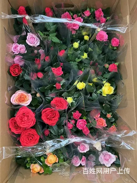 云南昆明斗南美旗农业科技有限公司基地直供鲜花盆栽 - 图片 1