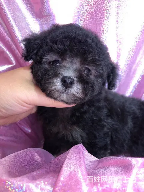 精品泰迪犬出售 玩具体 茶杯体 包纯种健康 可刷卡 - 图片 1