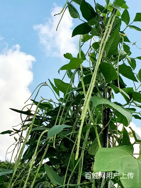 果树蔬菜大田用杀菌剂25%苯甲吡唑酯 高效杀菌 - 图片 4