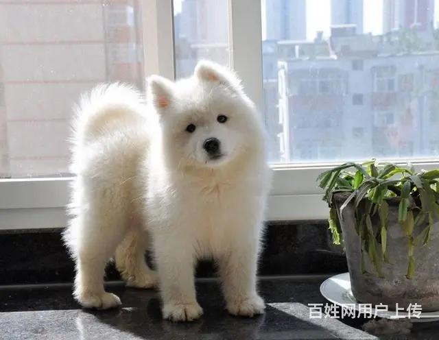 萨摩犬舍 萨摩犬业 萨摩犬 萨摩犬专业养殖基地 萨 - 图片 1