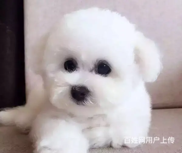 比熊 精品比熊 精心繁育品质优良 寻找它的主人 - 图片 4
