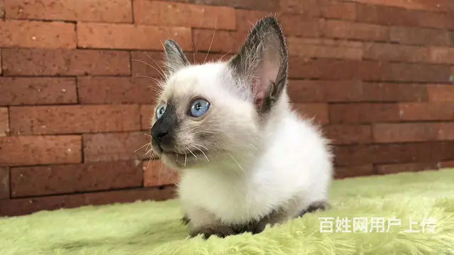 哪里有暹罗猫卖的 纯种健康 暹罗猫有什么习惯 - 图片 1