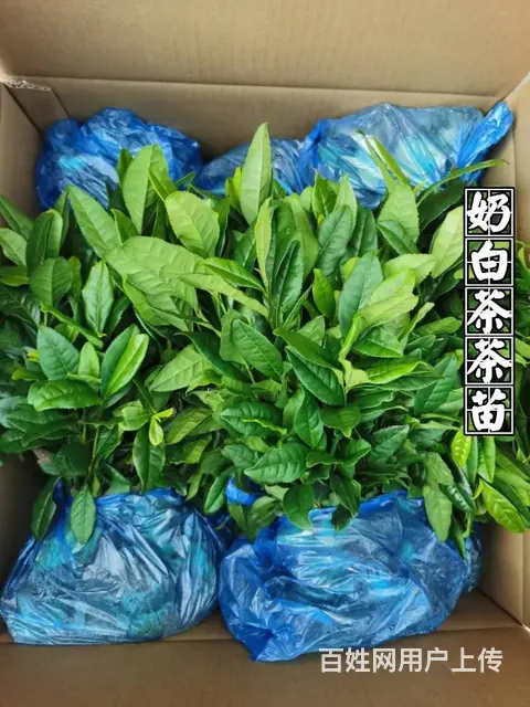 安吉白茶 黄金叶茶 奶白茶 茶苗直销 价格面议 - 图片 9