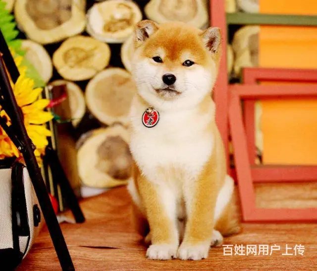 日本柴犬出售 冠军品质 赛级血统 签协议 - 图片 7