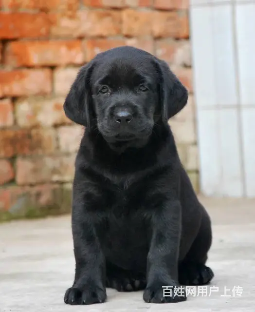 纯种拉布拉多犬 正规基地繁殖出售拉拉幼犬 - 图片 11