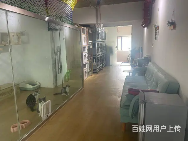 BP个人 城北萨尔斯堡三期有家宠物店转让 - 图片 4