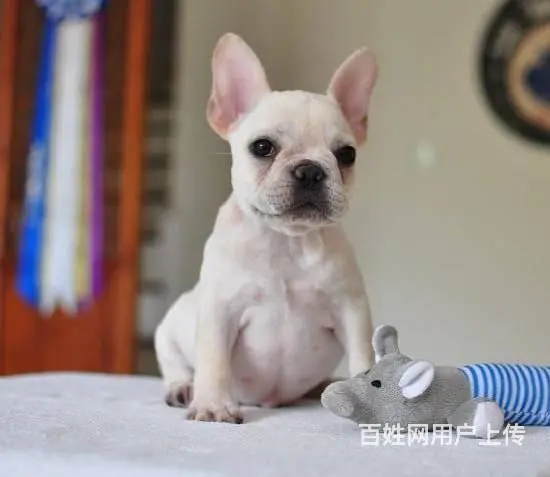 顶级法国斗牛犬宝宝、纯正血统完善服务 - 图片 4