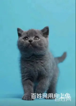 哪里有纯种英短蓝猫 无病无癣包健康疫苗已做保健 - 图片 1