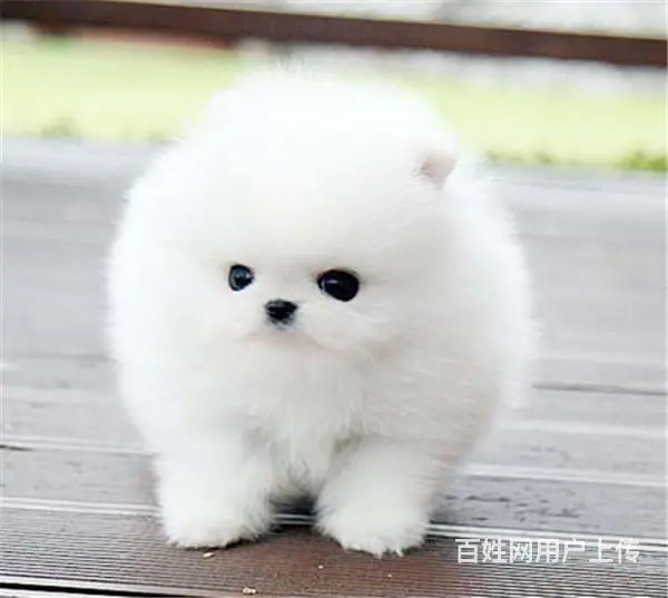 文昌本地博美犬舍在哪儿▲本地博美养殖基地 - 图片 1