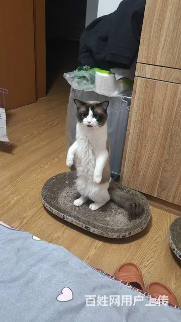 布偶猫配种 - 图片 4