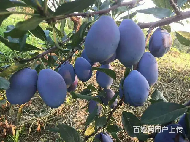 【黑土】【鹿粪】长春市专业团队 送货上门 - 图片 5